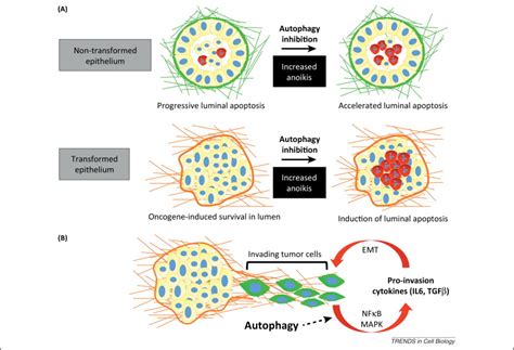 Cellular And Metabolic Functions For Autophagy In Cancer Cells Trends