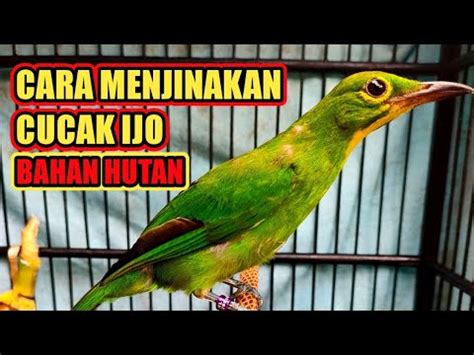 Cara Menjinakan Cucak Ijo Bahan Hutan Kuncinya Sabar Manfaatkan Waktu