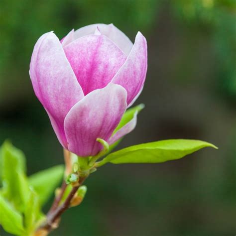 Magnolia Flower Free Stock Photo - Public Domain Pictures