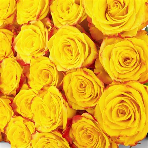 High And Yellow Two Tone Yellow Rose The Rosarium Premium Flower