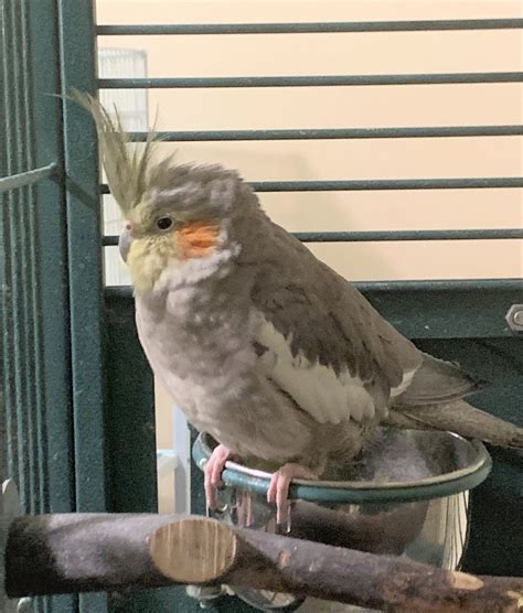 Carla – The Charlie Brown Bird Rescue, Inc