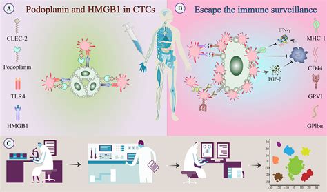 Frontiers Emerging Roles Of Platelets In Cancer Biology And Their