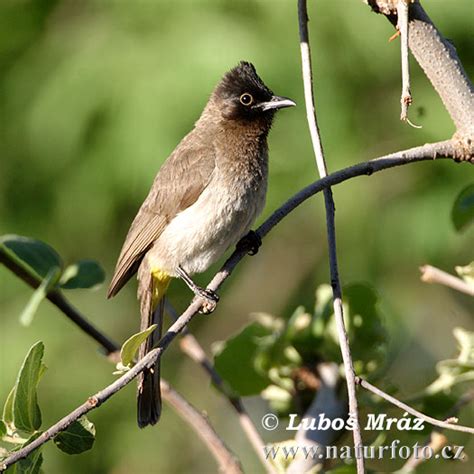 Vogel Bilder, Vogel Fotos | NaturFoto