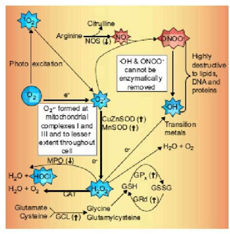 Summary of the production of reactive oxygen species (ROS) and reactive ...