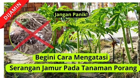 KASUS NYATA SERANGAN JAMUR PADA PORANG BERHASIL DITAKLUKAN DENGAN CARA