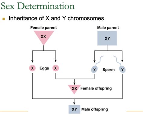 Reproductive System Flashcards Quizlet