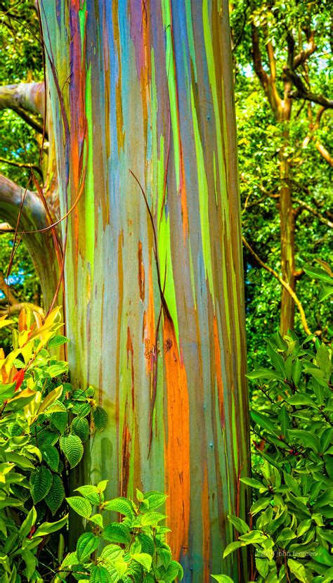 The trunk of a rainbow eucalyptus (not … - woodworking - Reddit