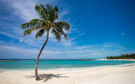 Coconut Palm Tree Sea Beach Palm Trees Hd Wallpaper Wallpaper Flare