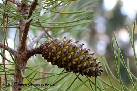 Pinus Pinaster Pinheiro Bravo Rvores E Arbustos De Portugal