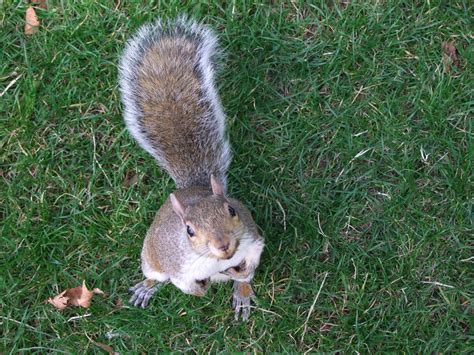 I Can Haz Nutz Now Pleez Gerry Flickr