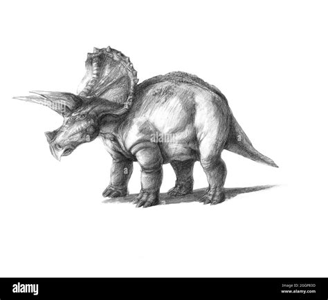 Ceratopsian Genus Cut Out Stock Images Pictures Alamy