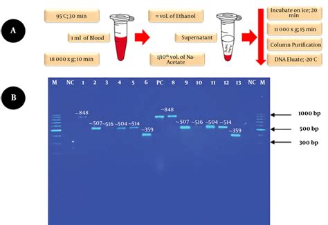 A Modified Dna Extraction Protocol For Candida Isolates B Duplicate