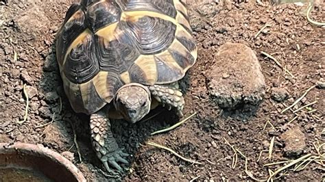 Hermanns Tortoise Night Routine Youtube