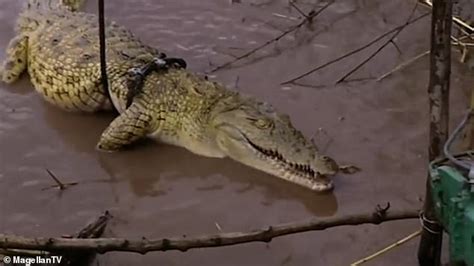 Mystery Surrounds Fate Of One Tonne Crocodile Which Has Eaten More