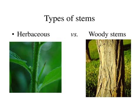 Ppt Lecture 3 Plant Anatomy And Physiology Powerpoint Presentation