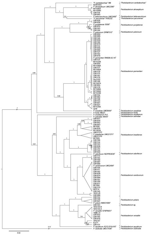 Microorganisms Free Full Text Species Of Dickeya And Pectobacterium Isolated During An