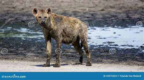 Big, Old, Dirty Hyena stock photo. Image of dirty, africa - 42972424