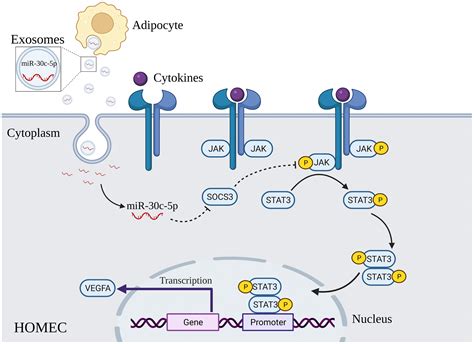 Adipocyte Derived Exosomal Mir C P Promotes Ovarian Angiogenesis In