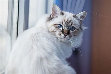 Birman Cat Breed Profile Personality Care Pictures