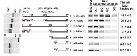 Figure 3 From Epstein Barr Virus Nuclear Antigen 1 Is A Dna Binding Protein With Strong Rna