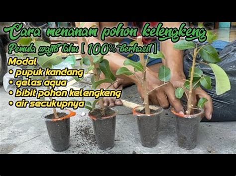 PROSES TANAM BIBIT POHON KELENGKENG YouTube