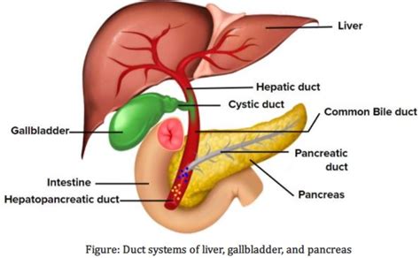 Identify The Ducts In The Following Figure