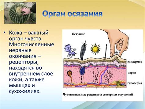 Органы осязания, обоняния и вкуса - презентация онлайн