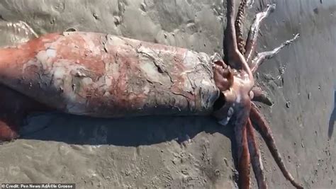 Beachgoers Are Stunned To Find A 14 Foot Long Giant Squid Washed Up On