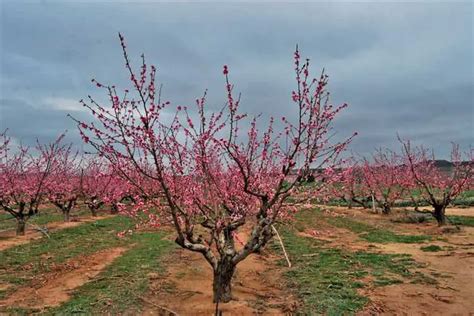 Cu Nto Tiempo Tarda Un Rbol De Durazno En Dar Frutos Tiempo De Cosecha