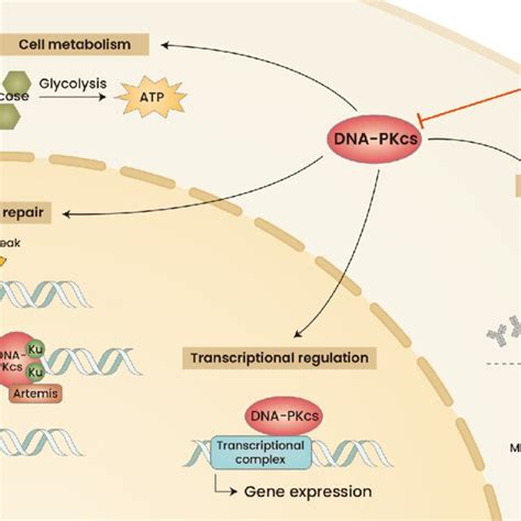 A Diagram Highlighting Multiple Roles Of Dna Dependent Protein Kinase Download Scientific