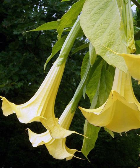 Yellow Angel’s Trumpet | PlantVine