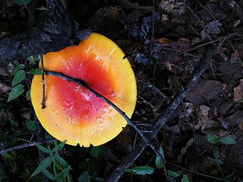 山野藏珍馐——凸顶红黄鹅膏菌 关注森林