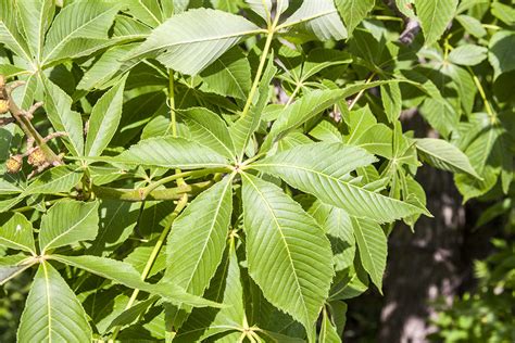 Minnesota Seasons Ohio Buckeye