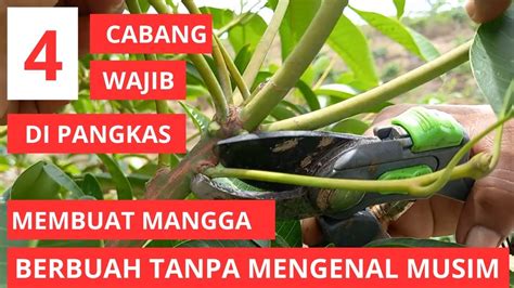 Cara Pruning Mangga Setelah Panen Agar Berbuah Tanpa Mengenal Musim