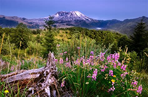 Mount St Helens Today 2024 Kelcy Melinde