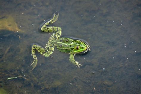 Vertebrates prove that land protection works