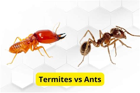 Termites vs. Ants: How to Tell Them Apart