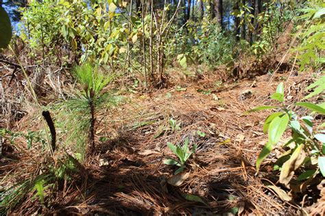 As Es Como Estas Comunidades Cuidan El Territorio Forestal Que Da Agua