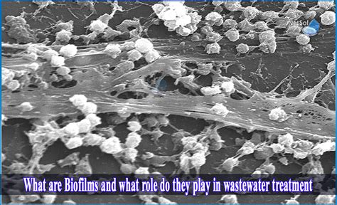 What Are Biofilms And What Role Do They Play In Wastewater Treatment