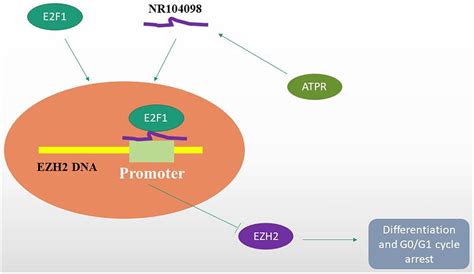 Frontiers Lncrna Nr 104098 Inhibits Aml Proliferation And Induces