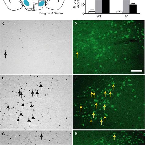 C Fos And Orexin Co Localization In The Lh In A Y And Wt Mice After