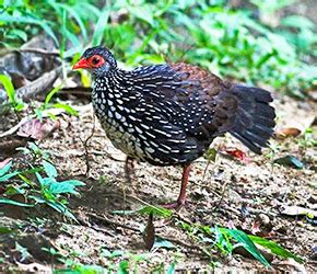 Sri Lanka Endemic Birds | 33 Species of Endemic Birds | Nature Odyssey