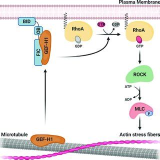 Model Of Bepc Triggered Actin Stress Fibers Formation Mediated By The