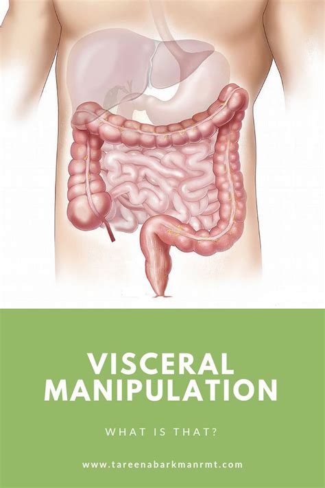 A Brief Look At What Visceral Manipulation Is Manipulation Massage