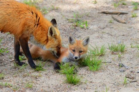 Red Fox Mother And Kit Stock Photo Image Of Wild Carnivore 93266736