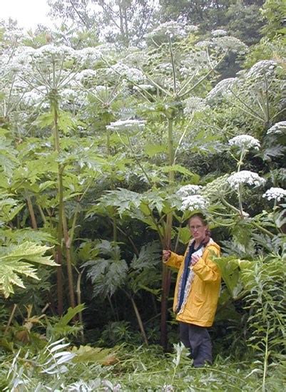 Species Spotlight - Giant Hogweed (U.S. National Park Service)