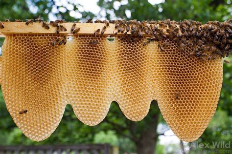 Honeycomb Pictures Amazing Looking Wondrous Nature Photos Bee