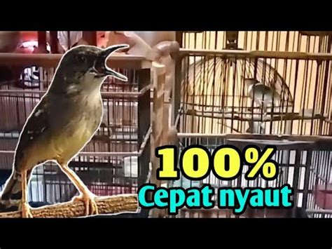 Suara Ciblek Seperti Inilah Yang Paling Cocok Buat Pancingan Ciblek