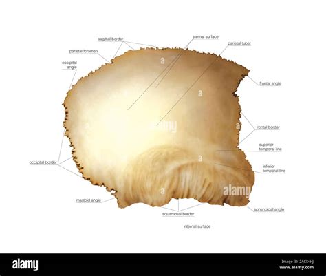 Ilustración del hueso parietal del cráneo Ilustración de Asklepios