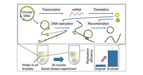 Continuous Cell Free Replication And Evolution Of Artificial Genomic